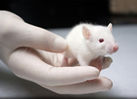 BG大游肿瘤药效实验顺遂通过江苏省FDA审查