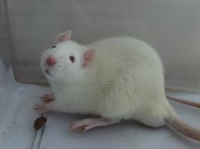 BG大游·(集团)视讯官方网站