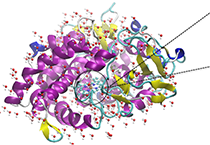 2009年5月BG大游加入了上海国际卵白质及多肽工业展览会