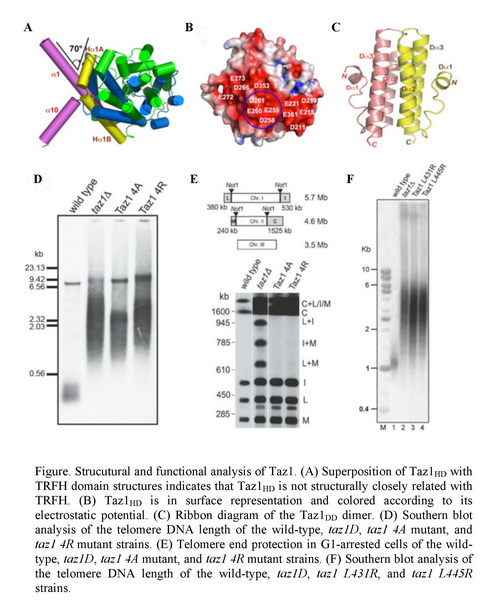 BG大游·(集团)视讯官方网站