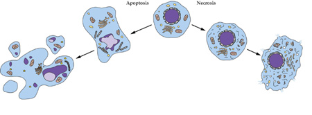 BG大游细胞凋亡检测手艺效劳
