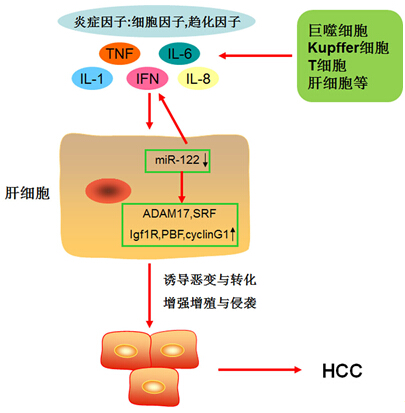 微生物所发明乙肝慢性熏染向肝癌转化的新靶点