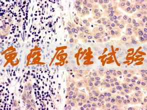 BG大游免疫原性试验效劳