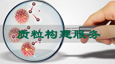 BG大游质粒构建效劳