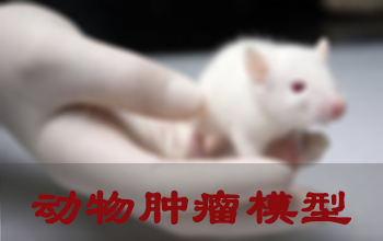 BG大游肿瘤模子建设效劳