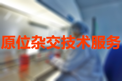 BG大游原位杂交手艺效劳