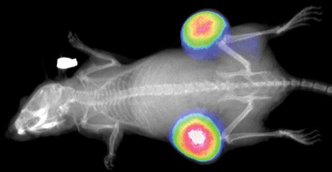 BG大游·(集团)视讯官方网站
