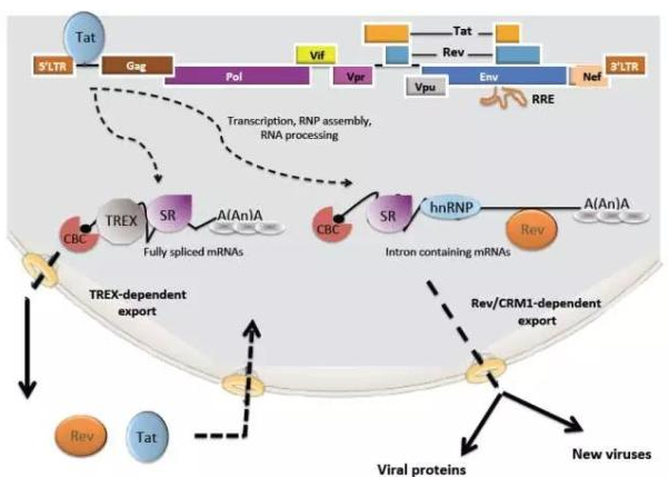BG大游·(集团)视讯官方网站