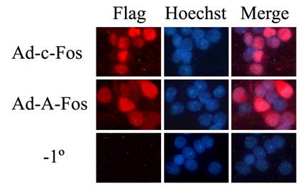 BG大游·(集团)视讯官方网站