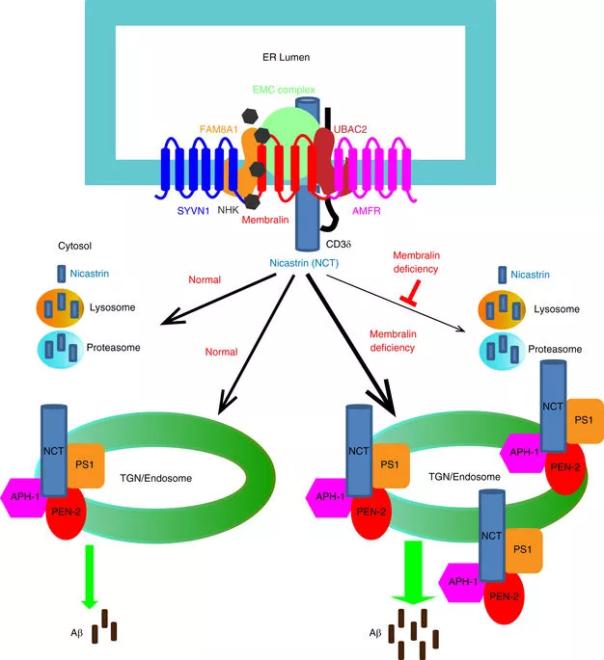 BG大游·(集团)视讯官方网站