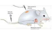 围观:临床前小鼠模子怎样。。。。。？？？？