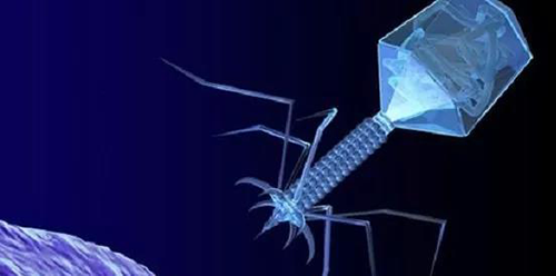 噬菌体疗法、溶瘤病毒，，，，，，，，以及构建细胞表达载体的病毒转染因子等都体现出病毒对人类善良温顺的一面