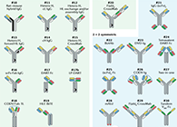 【云回首】理论、规则、实践，，，，，，，三位一体解说双抗的生物剖析