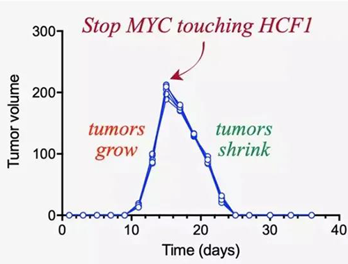 可以“融化”肿瘤的卵白质，，，，，，你一定没有听说过！