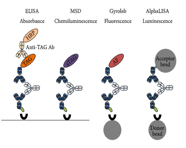 BG大游免疫原性研究四大平台