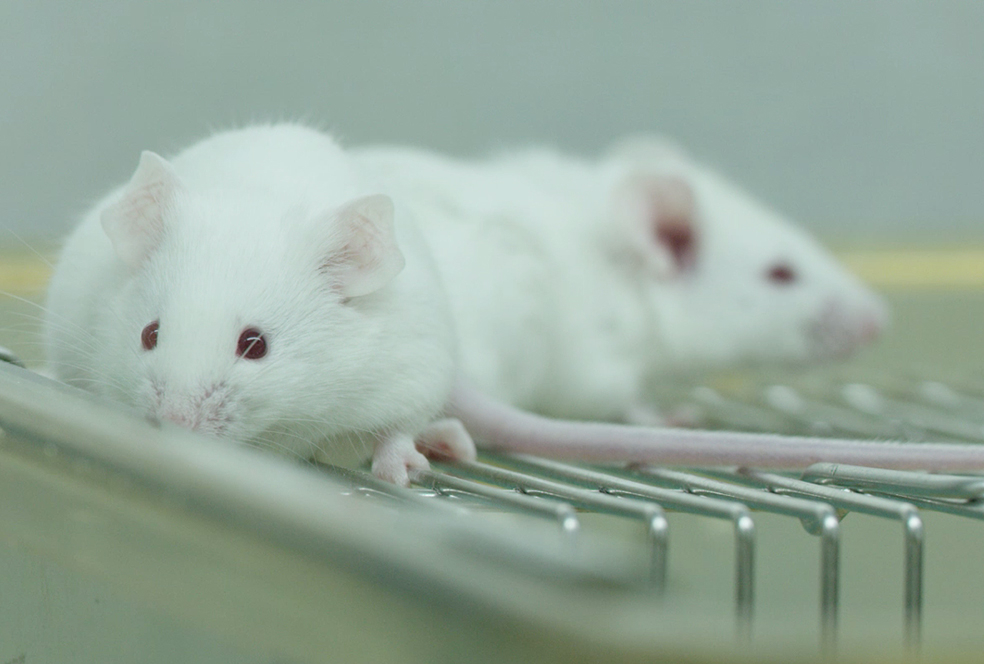 带你相识BG大游临床前研究效劳 