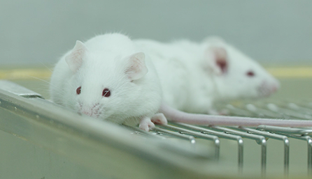 BG大游临床前研究-药效学、药代动力学和临床前研究效劳