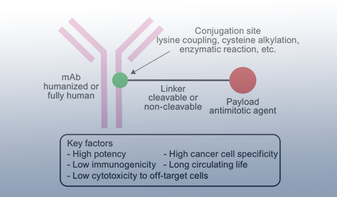 ADC药物：迎接市场热潮，，，攻破研发壁垒