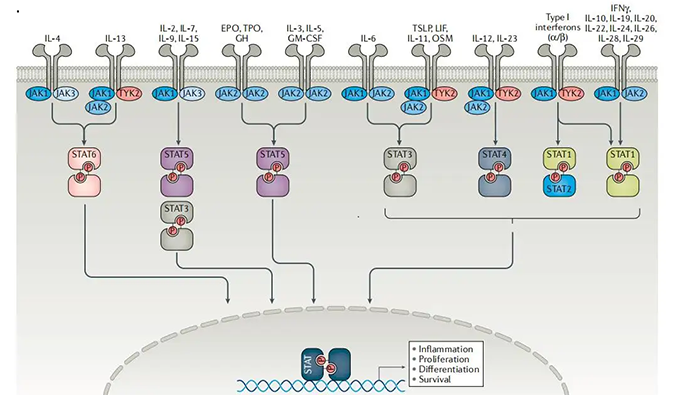 精准建模，，，，，，掌握解开自身免疫性疾病治疗研究的钥匙