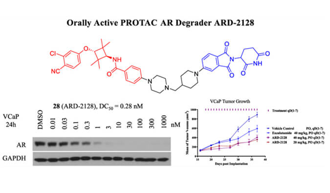 ARD-2128是一种PROTAC AR降解剂，，，具有精彩的血浆和微粒体稳固性，，，体外稳固性和PK研究通过BG大游举行