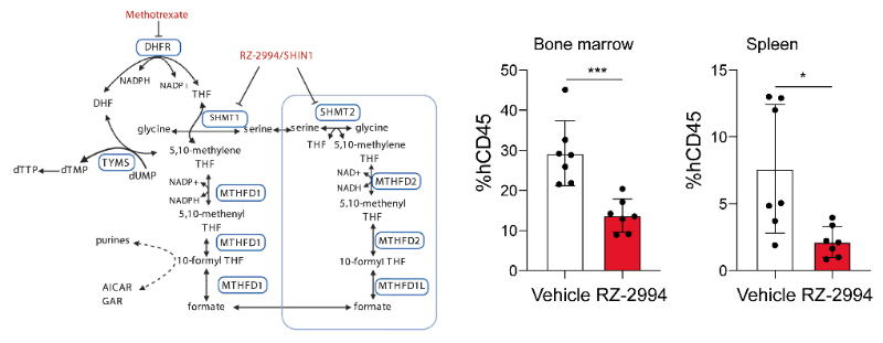 研究职员使用RZ-2994来表征抑制SHMT1/2在T细胞急性淋巴细胞白血病 (T-ALL) 中的作用，，，，，，RZ-2994通过BG大游定制合成