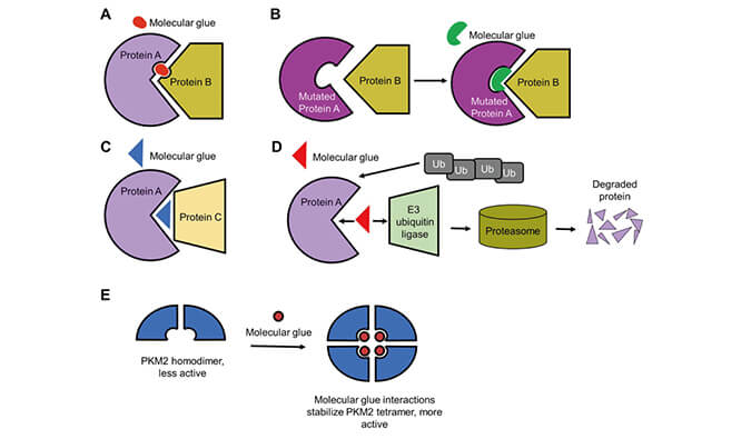 靶向卵白降解系列（三）：分子胶，，，，挑战不可成药