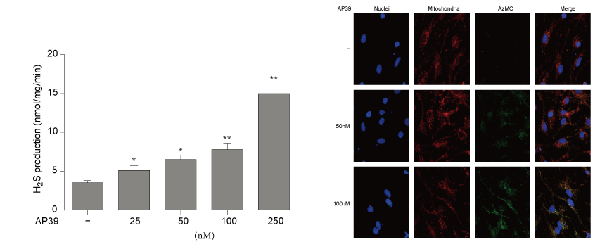 AP39是一种新合成的线粒体靶向的H2S供体，，，本研究中AP39通过BG大游设计和合成