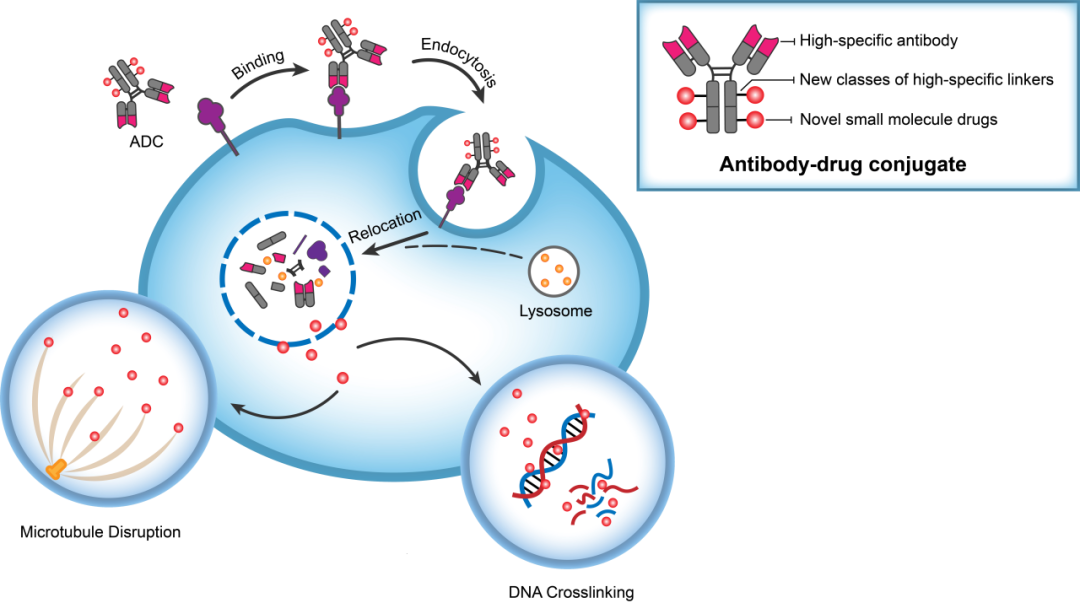 BG大游助力 | 华奥泰靶向CD73的ADC在美国获批临床