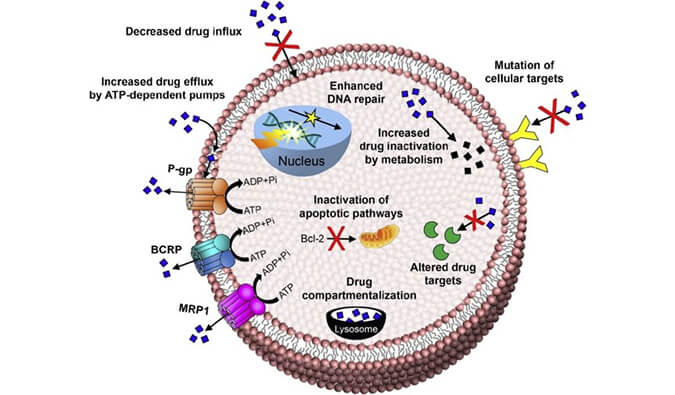 美研| 耐药模子的开发思绪与构建战略