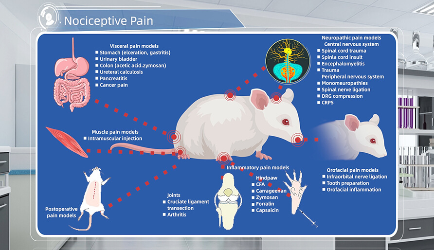疼痛动物模子先容