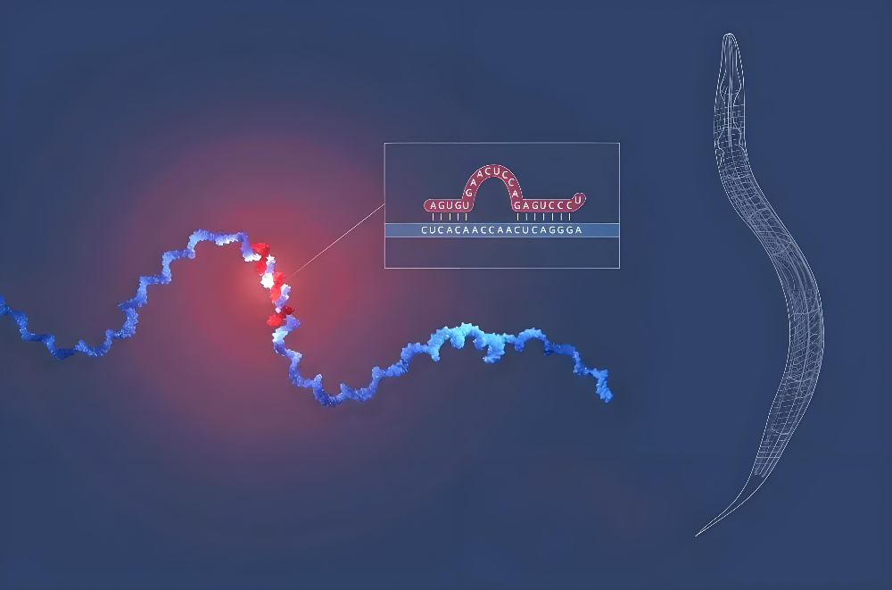 miRNA成诺贝尔奖明星分子，，，，BG大游正全速赋能核酸药物研发