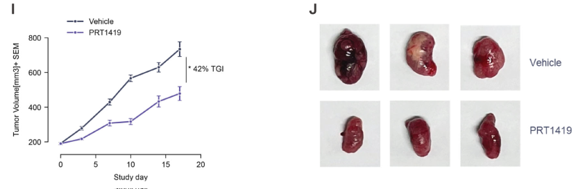 MCL1抑制剂在多种实体瘤和血液肿瘤模子中显示抗肿瘤效果，，，，，，本研究中药效实验通过BG大游举行